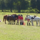 pony-camp-2011-370