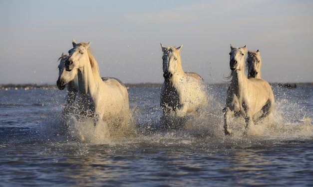 Cold Water Cooling for Hot Horses …